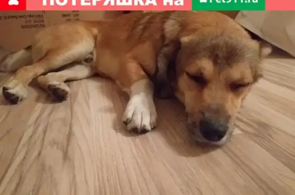 Найдена собака в Краснодаре: Лисёныш ищет дом