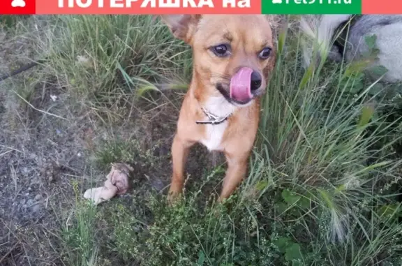 Найдена собака возле остановки в Омске