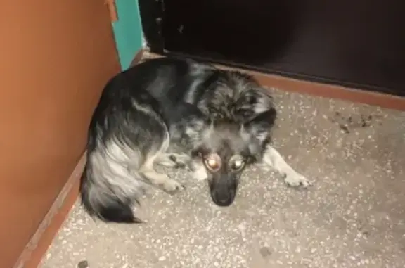 Найден умный пёсик в Магнитогорске