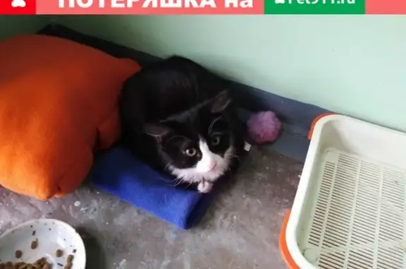 Найден кот на ул. Московская, Петрозаводск