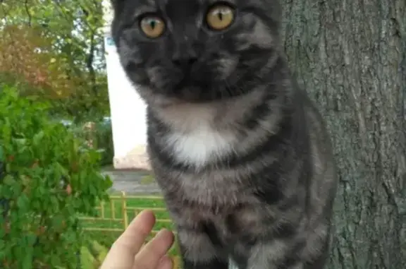 Найден дымчато-серый кот на ул. Гончарова