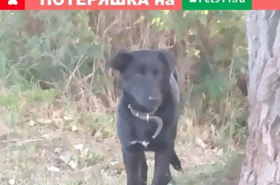 Найдена черная собака в Зеленоградске