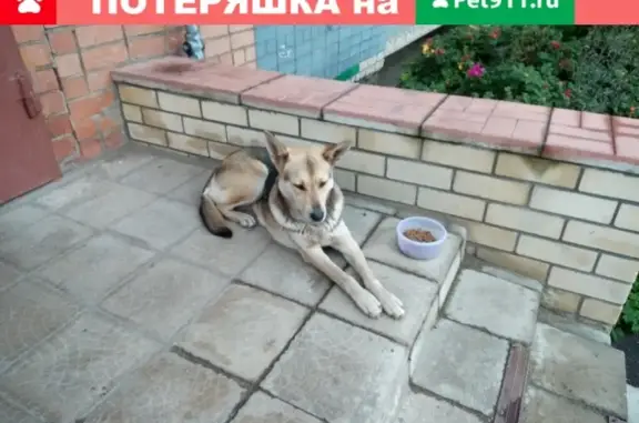 Найдена собака на пр. Фрунзе в Ярославле