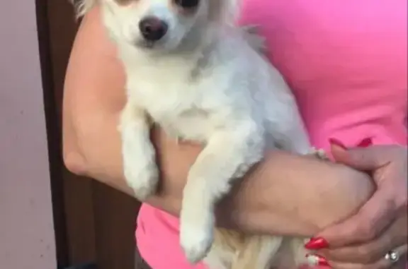 Потерянные животные Липецк, фото: Пропала собака в г. Липецк, ул. Катукова, дом 32, порода Чихуа.