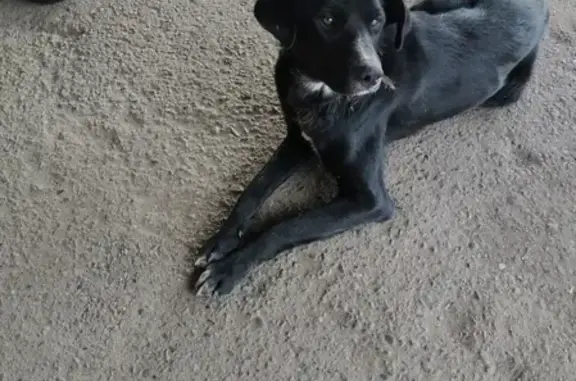 Найдена собака в Горно-Алтайске на остановке 