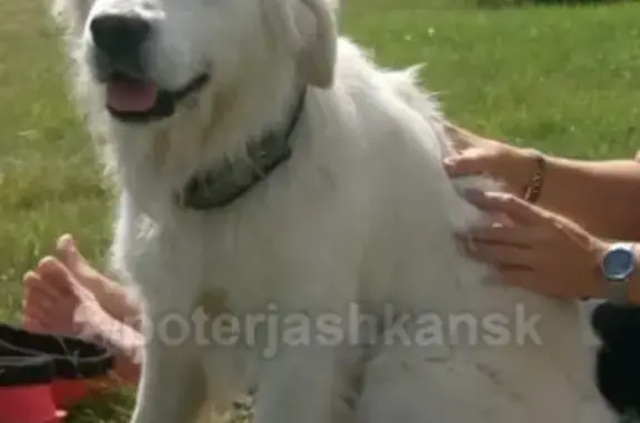 Пропала собака в Антоново, Ордынский район, вознаграждение.