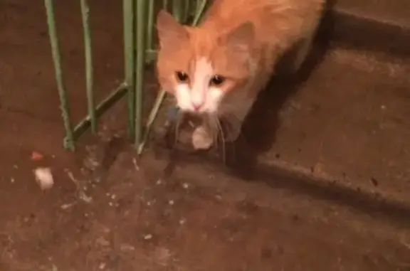 Найдена кошка на Бульваре Строителей в Кемерово