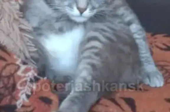 Объявления о пропавших и найденных животных, Новосибирск, фото: Пропала кошка в районе ДК Горького