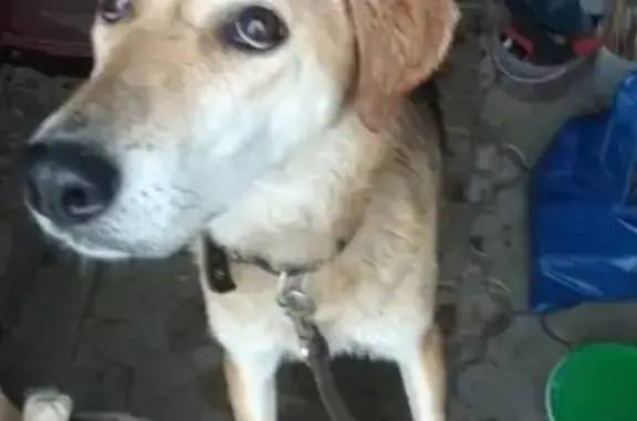 Найдена собака в п. Бобино, Киров