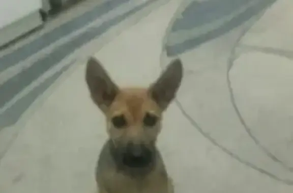 Найден щенок в Абакане, ищем хозяев! Контакт: Дмитрий