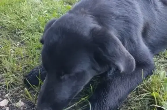 Найдена собака возле кондитерки на Павловском тракте в Барнауле