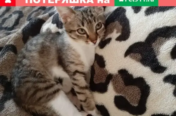 Пропала кошка на Горького 42, Дудинка: помогите найти!