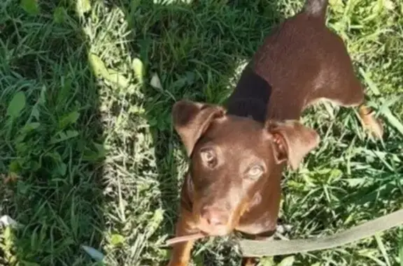 Пропала собака в СПб, район Купчино, помогите найти!
