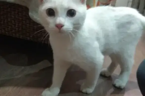 Белый котенок найден на Заводской 6, Киров.