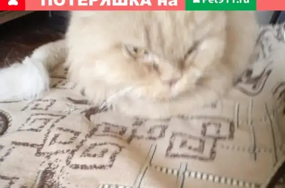 Найдена кошка на улице Мурлычева