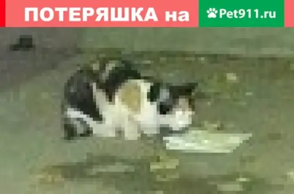 Найден трехцветный котенок возле дома Луначарского-189 в Екатеринбурге