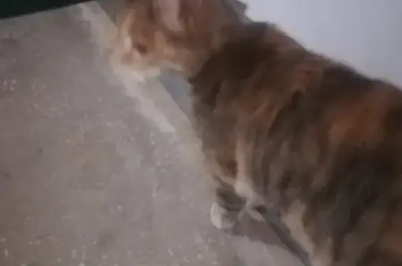 Найдена пятнистая кошка в Челябинске