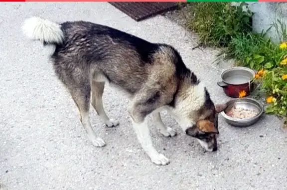 Пропала собака Буран в Старом Вартовске