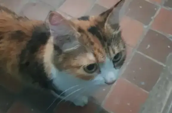 Найдена ласковая кошка в Набережных Челнах