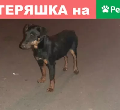 Найдена собака на ул. Орелстроевская 1