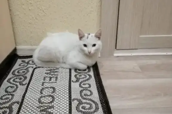 Найден белый кот на ЖБИ, ищем хозяев