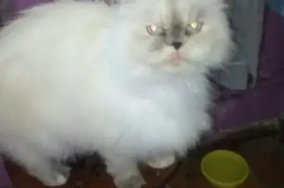 Кошки потеряшки, Курган, фото: Потеряшка кошка на улице Краснодонской, Курган