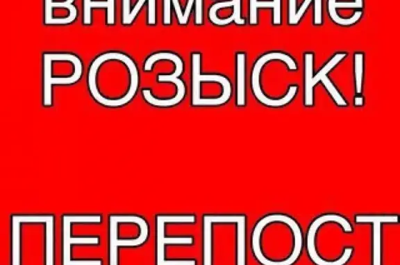 Пропала собака в Новороссийске, помесь стафа с питбулем