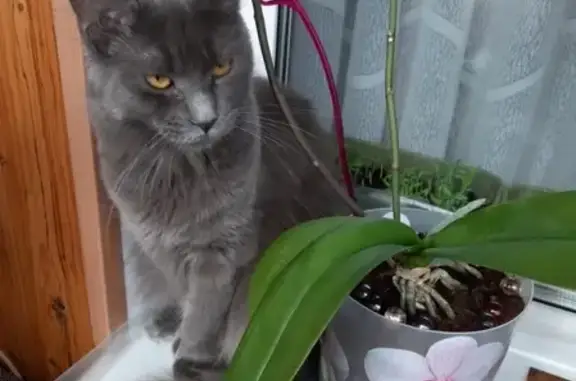 Кошки потеряшки, Санкт-Петербург, фото: Потеряшка кошка в СПб, Красносельский р-н, Горелово, ул. Заречная.