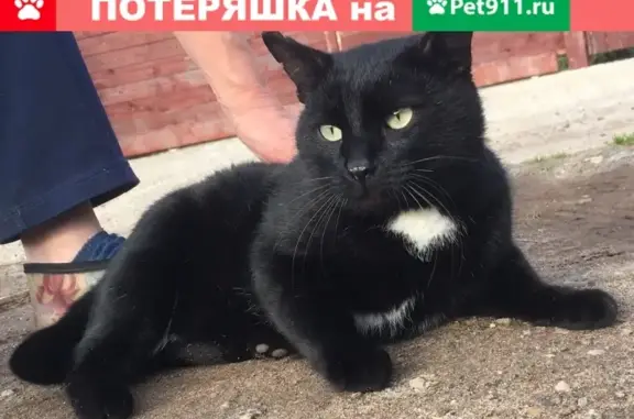 Найден чёрный кот в садах Лепсе-4, район Шкляевской