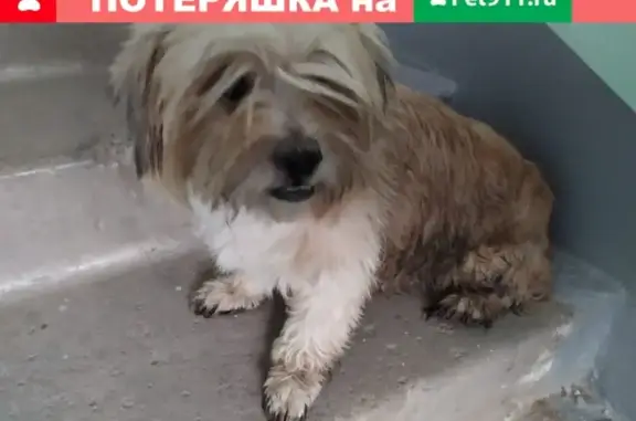 Пропала собака Таша в Каменск-Уральском