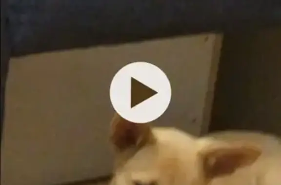 Собаки потеряшки, Томск, фото: Потеряшка щенок Найда возле магазина Абрикос, Томск