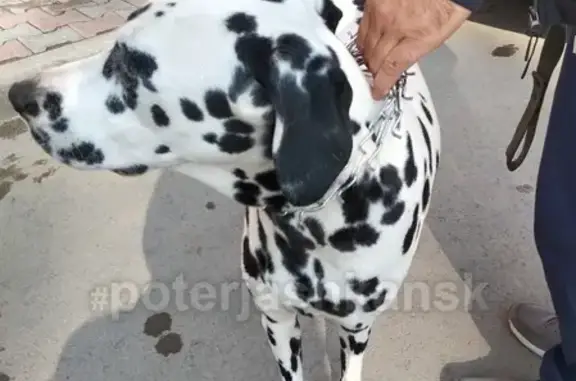 Найдена собака на северном объезде без ошейника