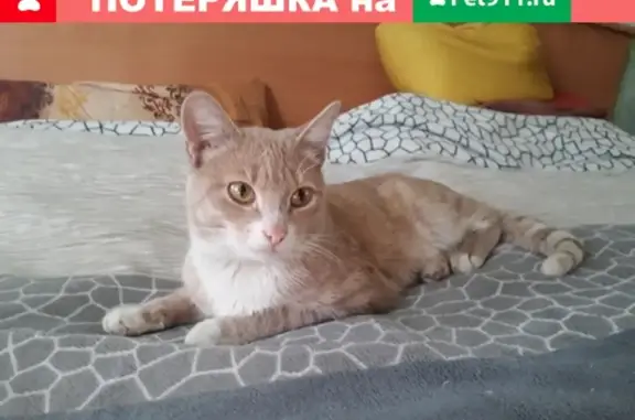 Найден кот на ул. Транспортной, Томск