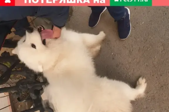 Найдена маленькая чистая собака в Тюмени