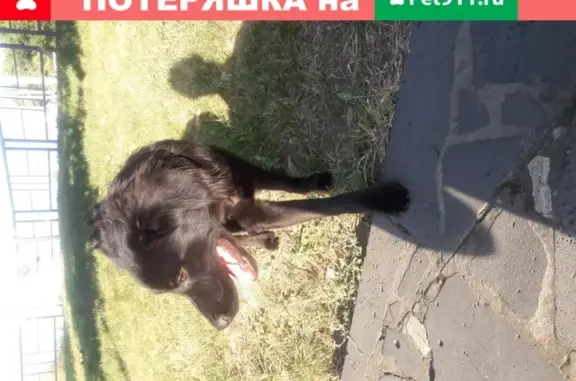 Найден щенок-подросток в Краснодаре