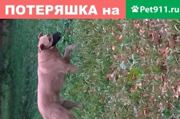 Найдена собака, Москва, фото: Собака боится людей возле больницы в Москве