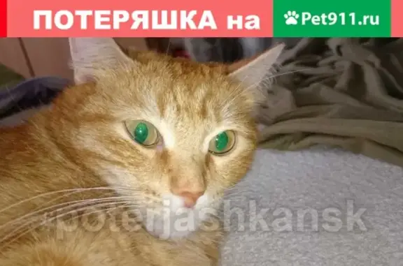 Объявления о пропавших и найденных животных, Новосибирск, фото: Пропала кошка Шипа на Затулинке, Зорге 259