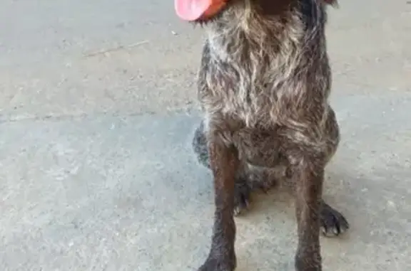 Собака найдена в Сочи, напугана.