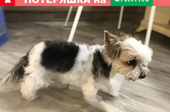 Найдена собака, Оренбург, фото: Собака Йоркширский терьер, девочка Оренбург найдена