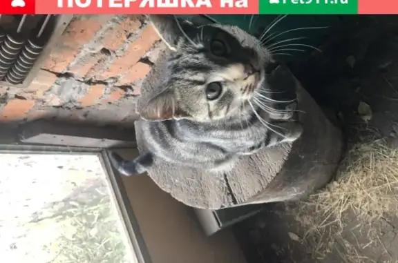 Найден кот в Льгове, Курская обл.