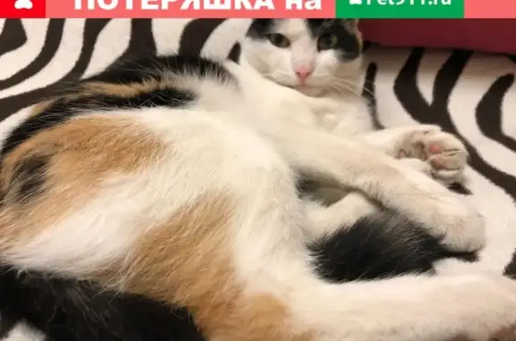Пропала домашняя кошка Мурка в Томске