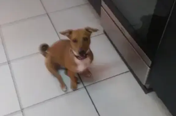 Собаки потеряшки, Тимашевск, фото: Потеряшка собака Алиса в Тимашевске