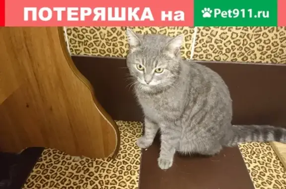 Найдена кошка в Челябинске