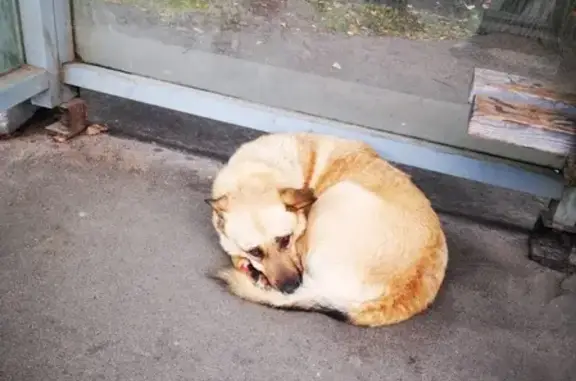 Найдена собака в Павловском парке, ищет хозяина