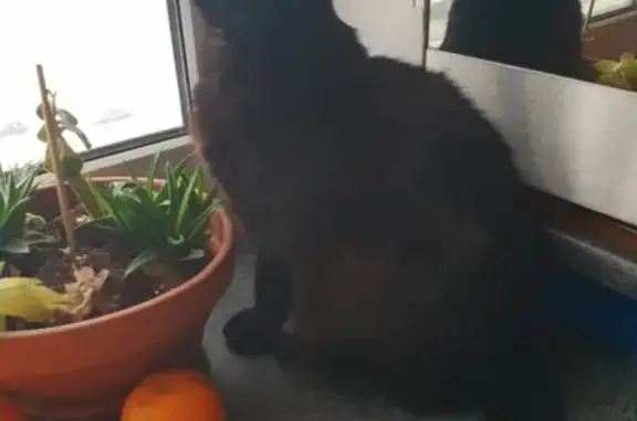 Кошки потеряшки, Санкт-Петербург, фото: Потеряшка кот по адресу Школьная улица, 112