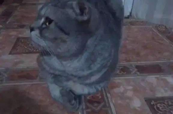 Найден домашний кот в Челябинске