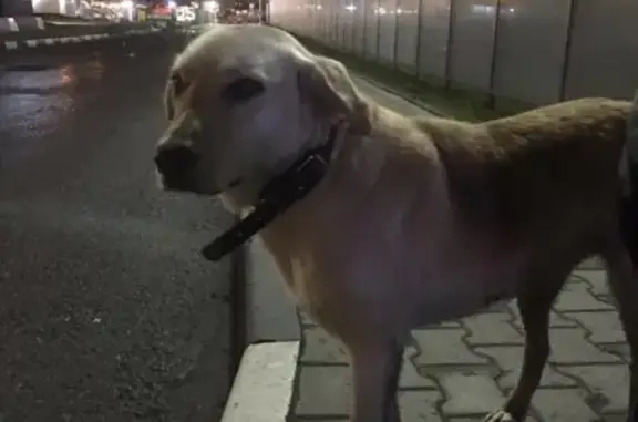 Собака найдена около ЖК Измайлово в Балашихе