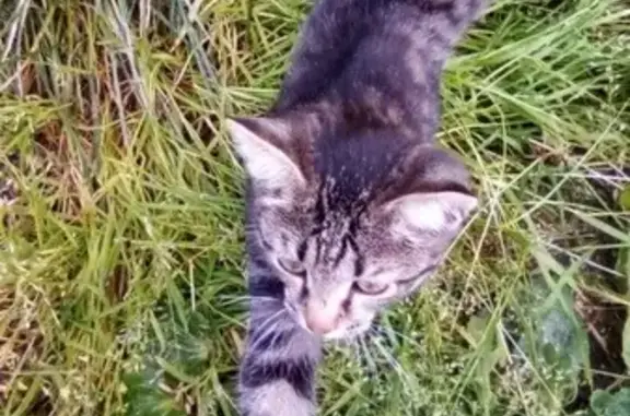 Пропала кошка во Фрязино, Московская обл.