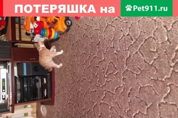 Пропал котенок в Симферополе, район Дм. Ульянова