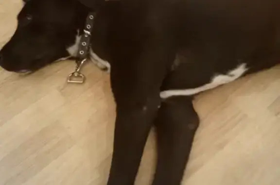 Найдена черная щеночка в Мытищах